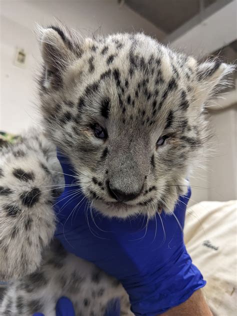 Newborn Snow Leopard Cubs