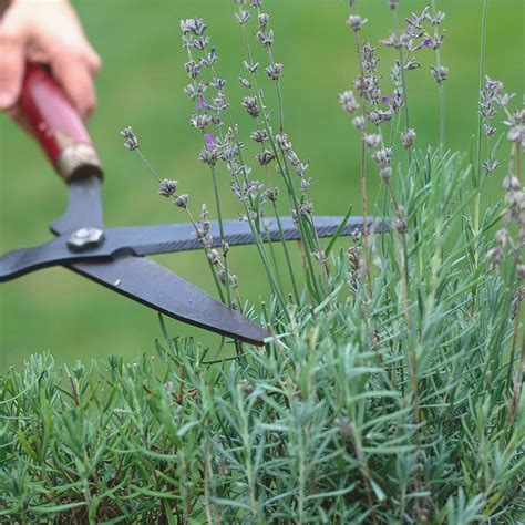 Is the 8-8-8 lavender pruning technique the…