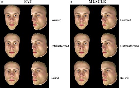Frontiers | The Influence of Body Composition Effects on Male Facial Masculinity and Attractiveness