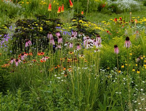 How Often to Water Carrots