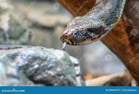 Image result for Python Hissing
