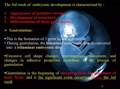 Image result for Third Week Development of Embryo