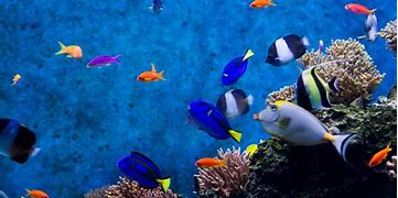 Image result for Aquatic