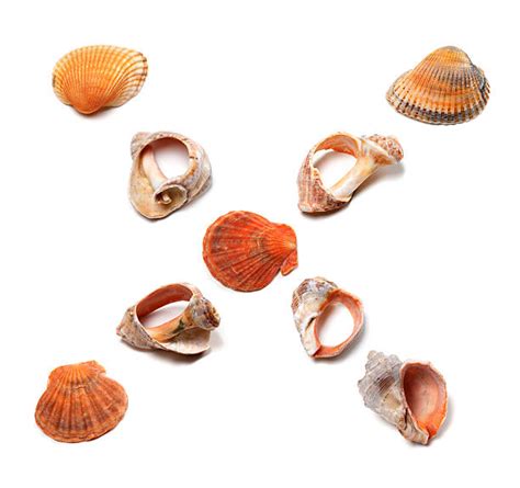 Image result for How Are Conch Shells Formed