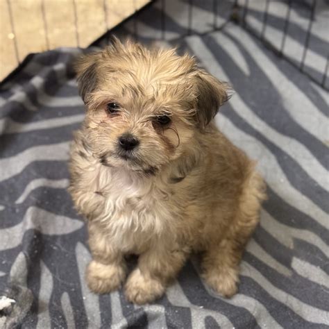 Kilkenny Irish Cream Ale nka Lily – Motley Zoo Animal Rescue