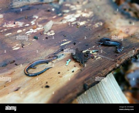 Eastern Red-backed Salamander (Plethodon cinereus) Amphibia Stock Photo ...