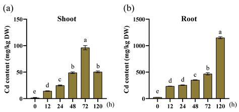Genome-Wide Analysis of HIPP Gene Family in Maize Reveals Its Role in ...