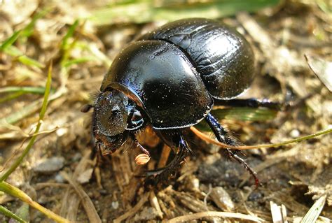 A big black beetle in the grass free image download