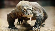 Komodo Wallpaper by Komodo Uhd 4k Wallpaper Pixelz Komodo Wallpaper