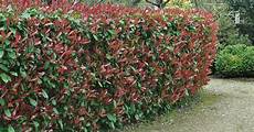 schnellwachsende pflanze als sichtschutz sichtschutz die 12 besten heckenpflanzen garten hecken schnellwachsende pflanze als sichtschutz sichtschutz die 12 besten heckenpflanzen garten hecken