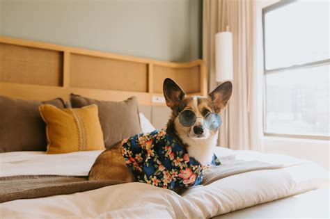Book pet friendly hotels - Romingo
