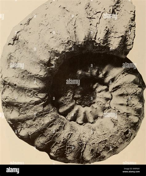 The 'Annals of the South African Museum' is a scientific publication focusing on the study of ...