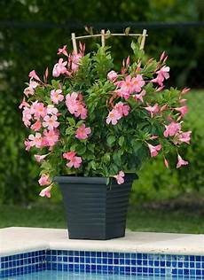 Garden Climbing Plants And Flowers by Amazing Vertical Garden Ideas About Climbing Plants In Garden Climbing Plants And Flowers