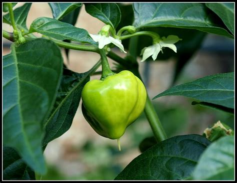 Mark's Veg Plot: Scotch Bonnet