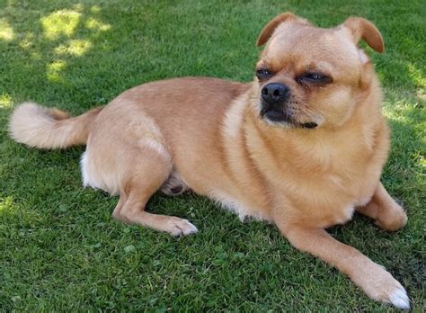 Puggle vs Chug - Breed Comparison | MyDogBreeds