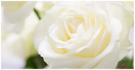 Prestige Funeral Home | Dillon, SC