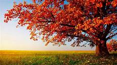 Hd Wallpapers For Pc Free by Hd Wallpapers For Pc Of Nature 47 Images Hd Wallpapers For Pc Free