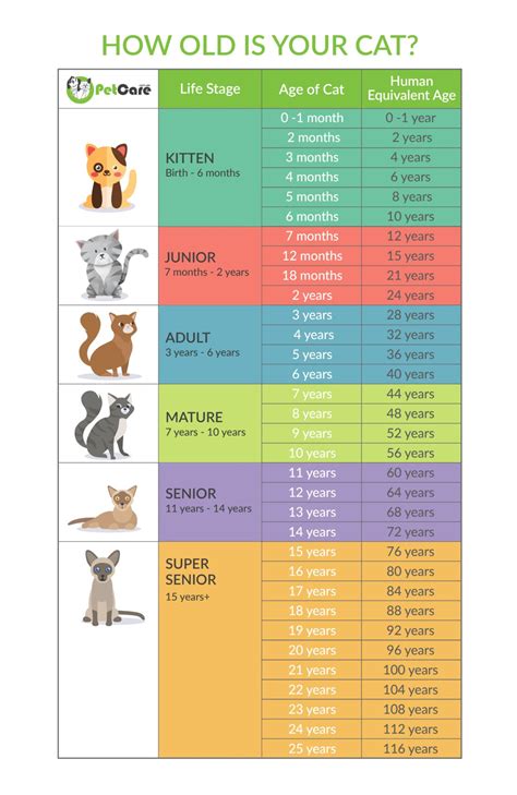 Cat Years Chart to human years infographic | Cat years, Cat years chart, Cat ages