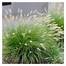 Image result for Little Bunny Fountain Grass Plant