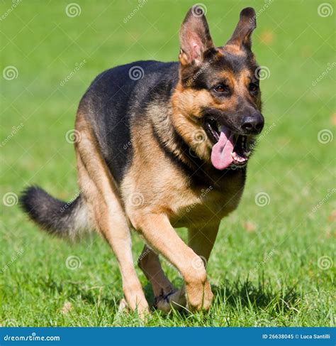 德国牧羊犬（犬科哺乳动物） - 搜狗百科