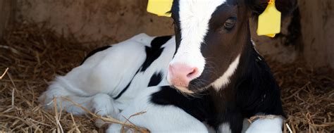 Kalb fachgerecht enthornen in 3 Schritten | agrarheute.com
