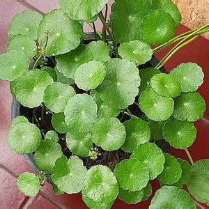 Click to buy Water Pennywort Price in India - Buy Click to buy Water ...