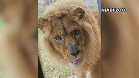 Niabi Zoo euthanizes last African lioness, Savanna | wqad.com
