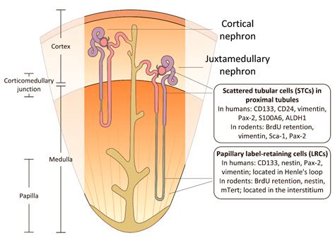IJMS | Free Full-Text | Kidney Cells Regeneration: Dedifferentiation of ...