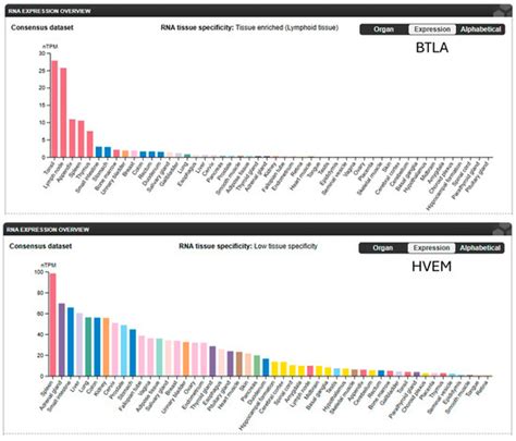 BTLA: An Emerging Immune Checkpoint Target in Cancer Immunotherapy
