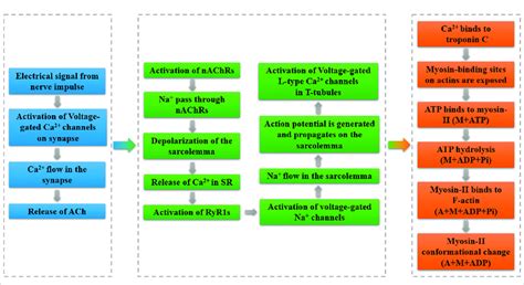 Image result for Muscle Contraction Process Animation