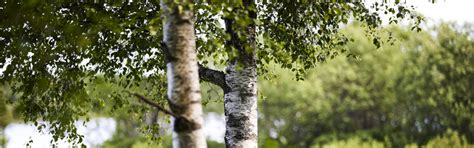 Inter IKEA Group acquires forestland in Latvia - Inter IKEA Group