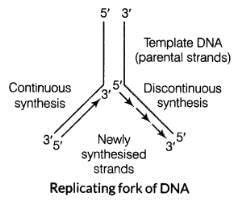 Image result for DNA Replication Class 12
