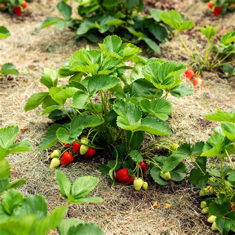 Best Strawberry Plants for Florida: Top Picks for Juicy Harvests