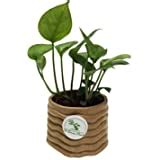 Rolling Nature Money Plant Hybrid Indoor Plant: Amazon.in: Garden ...