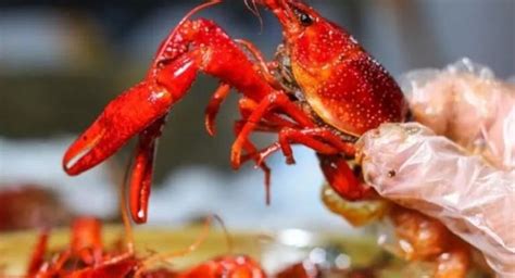 日本6月1日起禁止出售小龙虾 小龙虾会影响生态系统吗 _八宝网