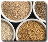 Crop Protection ::Crop Insect Pest
