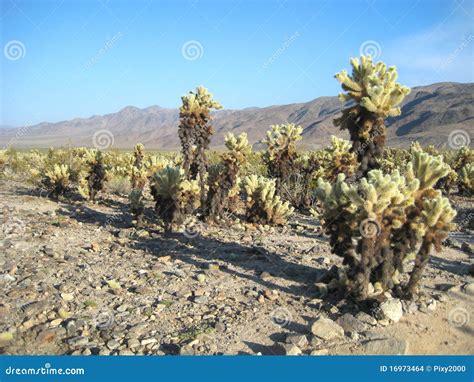 Joshua Tree National Park (Cholla Cactus Garden) Stock Photo - Image of ...