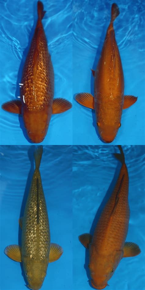 Koi Varieties