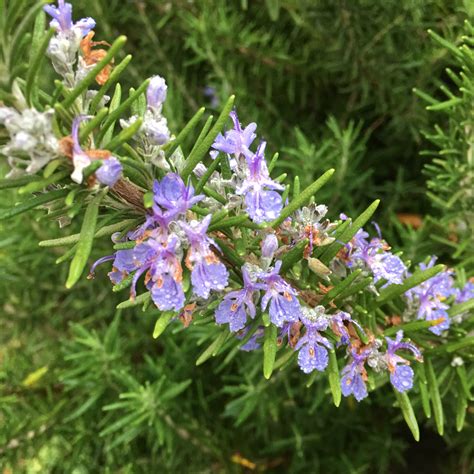 Ultimate Guide to Growing Rosemary: Tips and Techniques