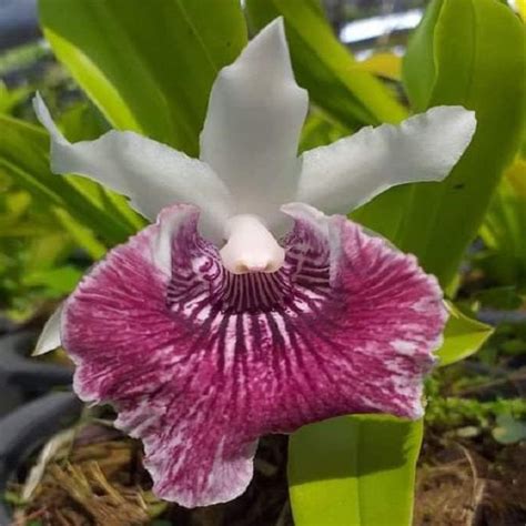 Warscewiczella (Cochleanthes) discolor X Coch. amazonica – EXOTICA ORCHIDS