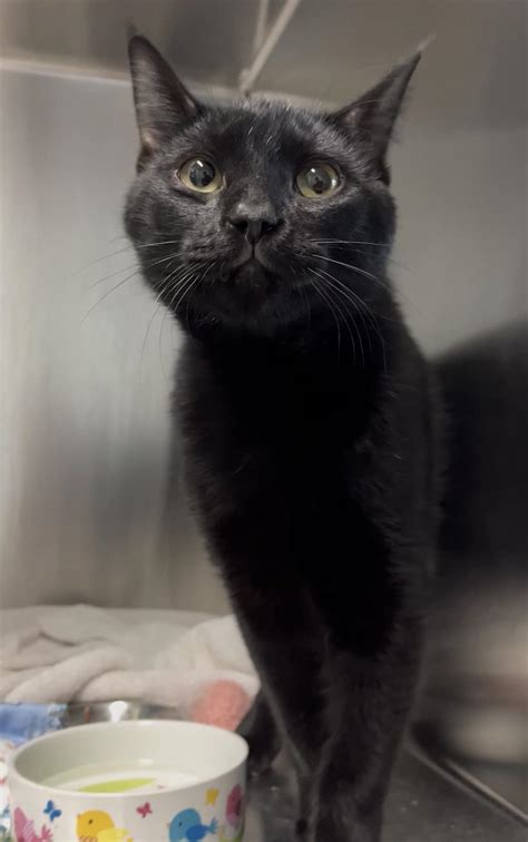 Spongebob season 11 tierlist cause its one of the best seasons : r ...