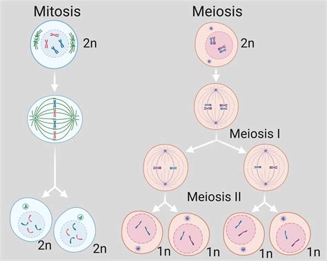 Meiosis
