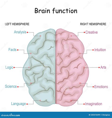 Brain Function Diagram 的图像结果