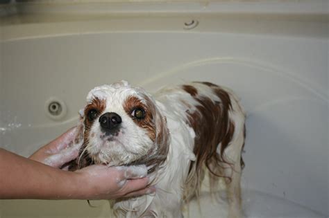 Pet Grooming Fredericksburg | Four Paws Pet Resort | Pet Services