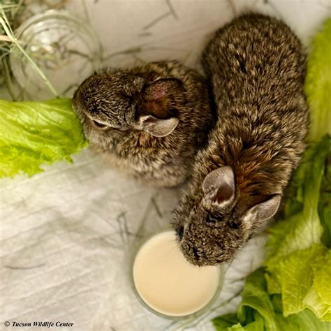 Home - Tucson Wildlife Center