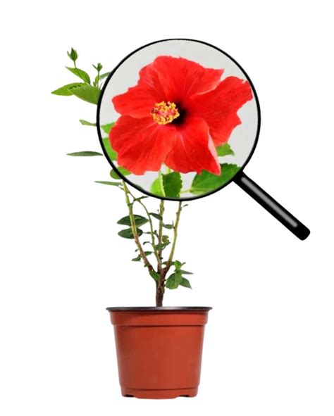 Buy Plants Online in Delhi - Best Online Nursery Plant Store in India