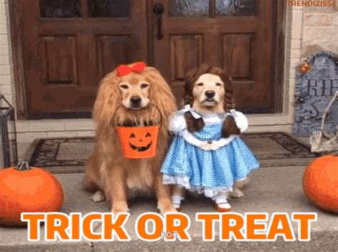 Halloween Trick Or Treat GIF - Halloween Trick Or Treat Funny Dogs ...