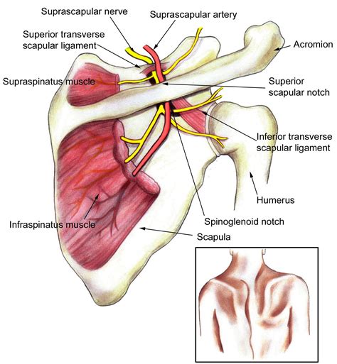 Suprascapular nerve and injury | Shoulder anatomy, Nerve, Chronic pain ...