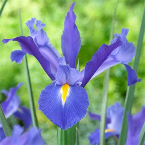 Dutch Iris Hollandica Discovery (Fall) - 25 bulbs - Longfield Gardens