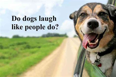 Image result for Dogs Making Humans Laugh